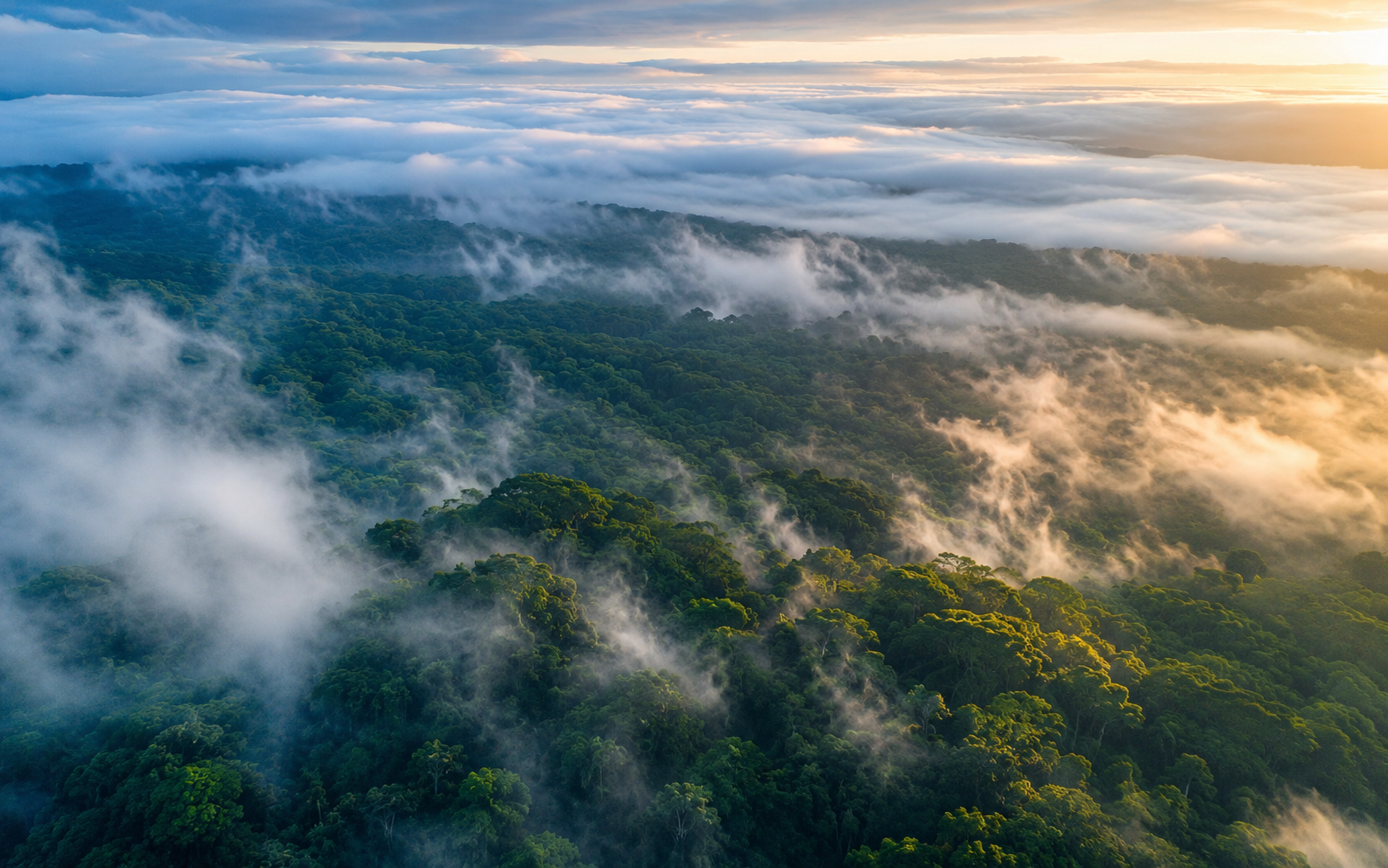 Aerial rainforest canopy with low clouds and morning light