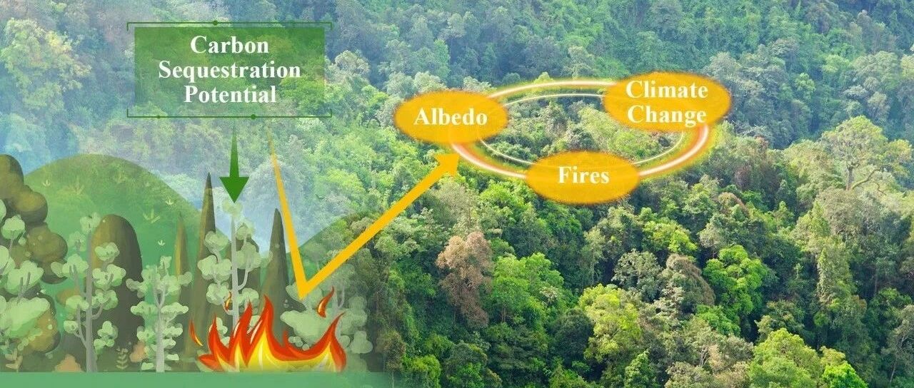 SUSTech Environmental Science Zeng team study on targeted afforestation climate-mitigation potential source image