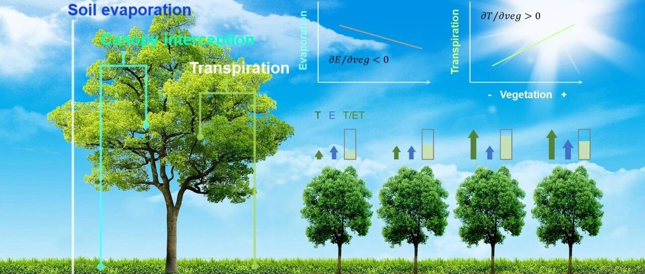 SUSTech Zeng team study on evapotranspiration responses to vegetation change in Earth system simulations source image